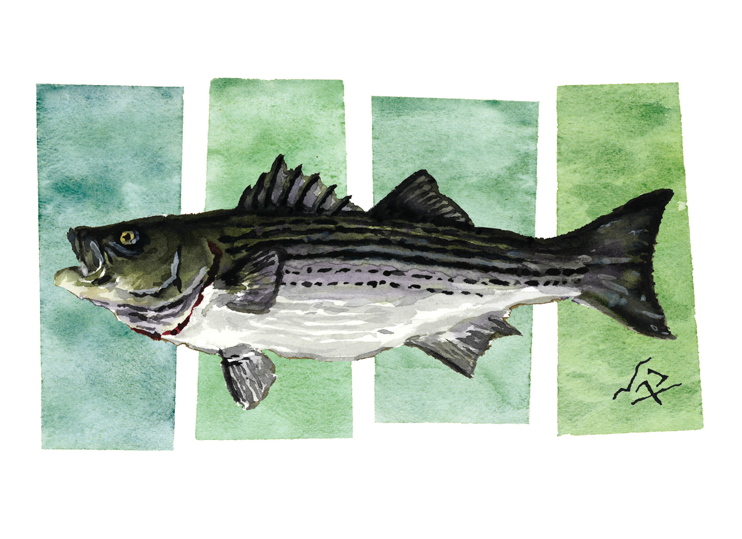 STRIPED BASS // Watercolor