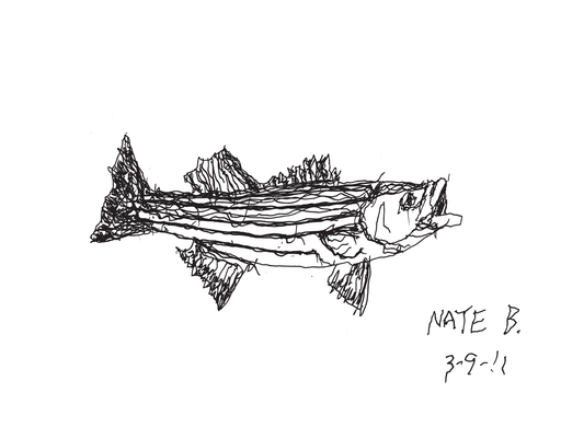 STRIPED BASS // Pen & Ink