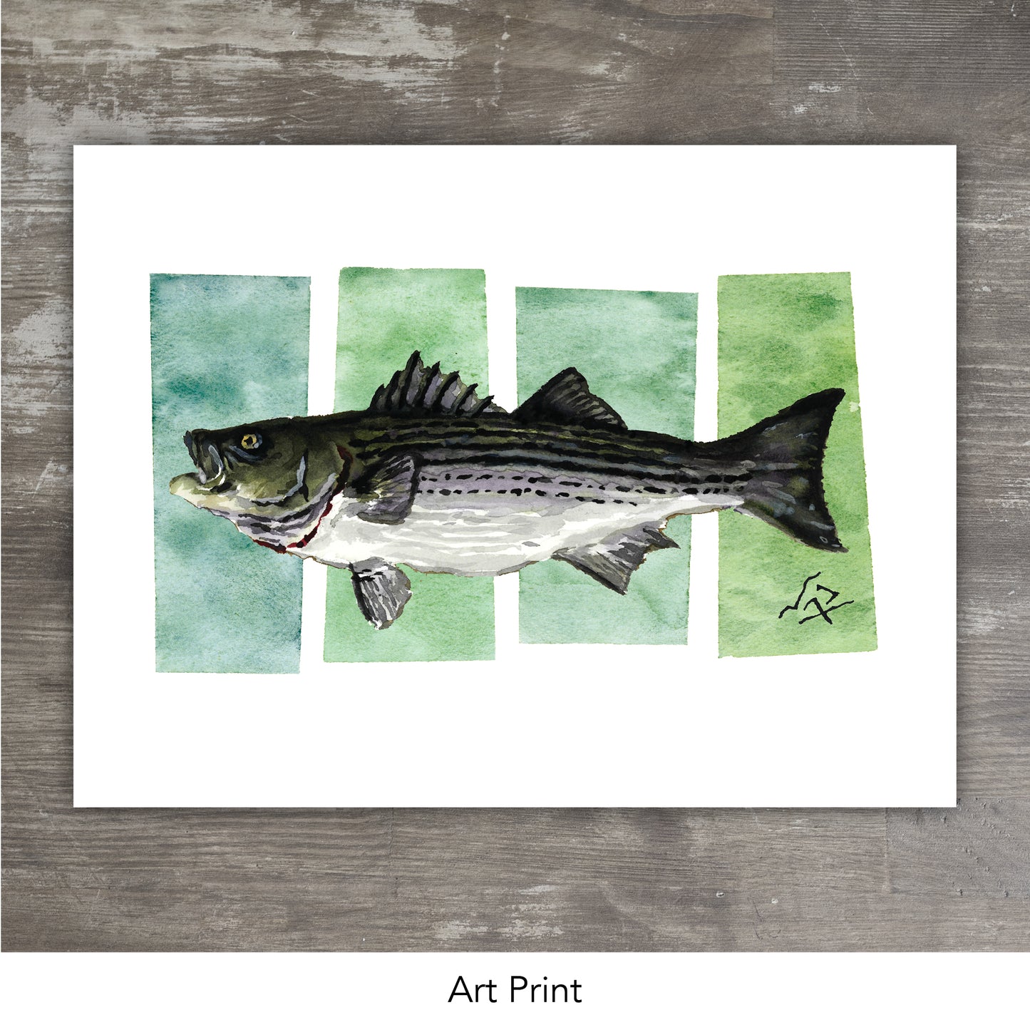 STRIPED BASS // Watercolor
