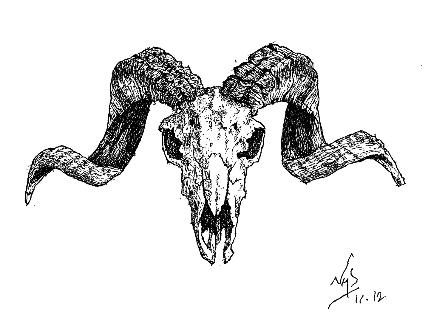 RAM SKULL // Pen & Ink
