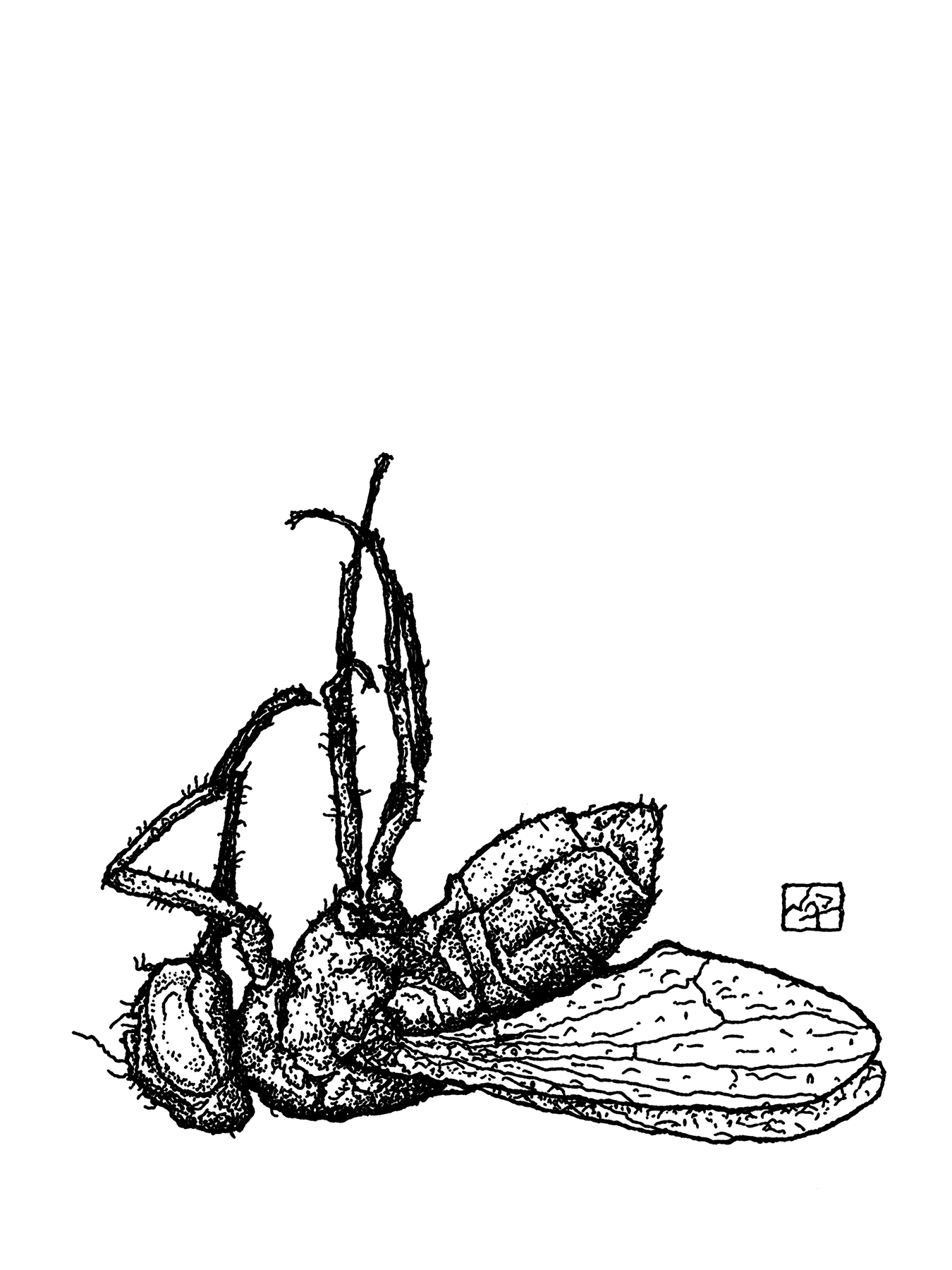 DEAD FLY // Pen and Ink