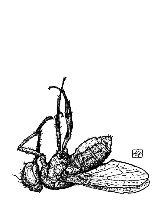 DEAD FLY // Pen and Ink