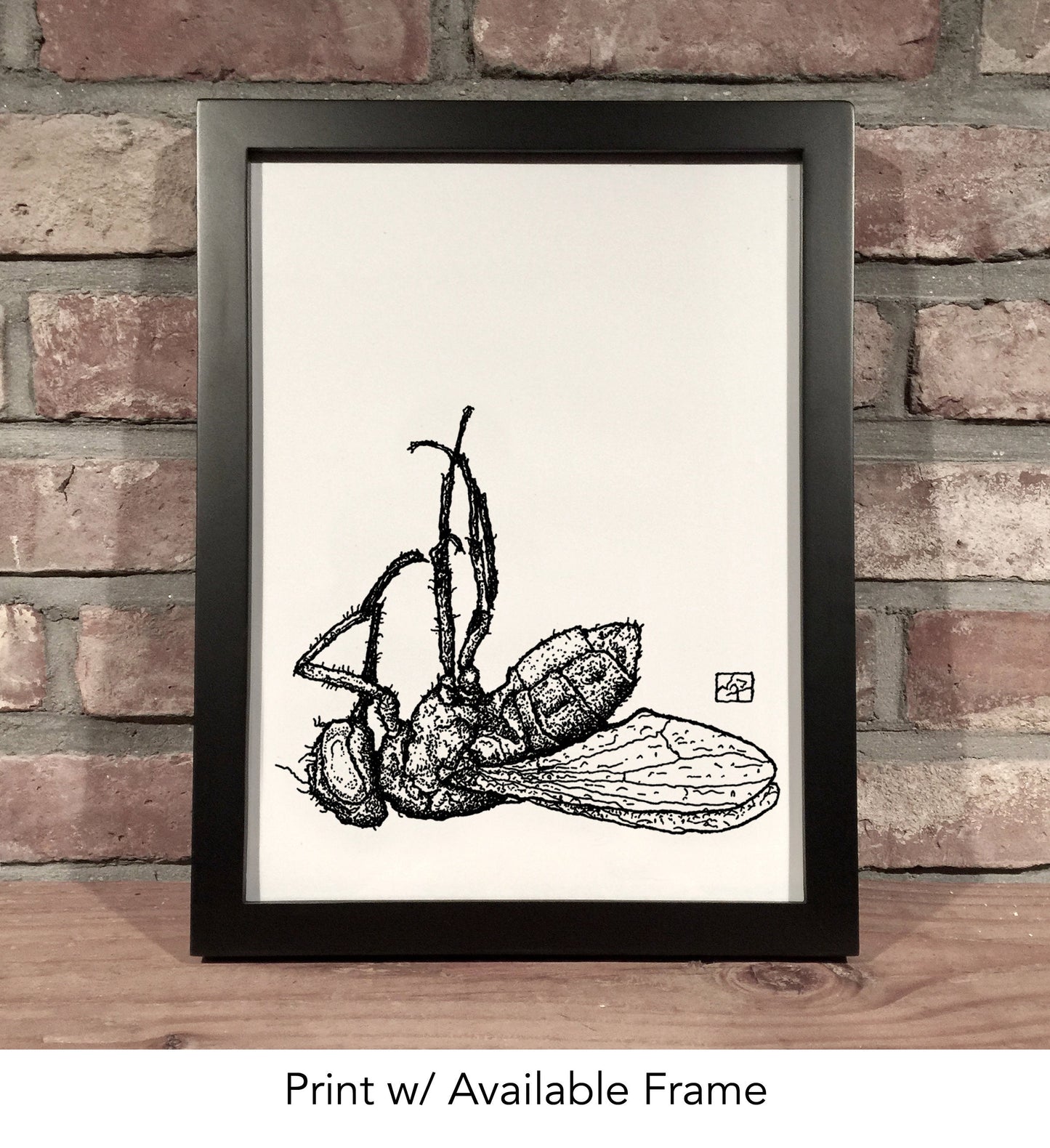 DEAD FLY // Pen and Ink