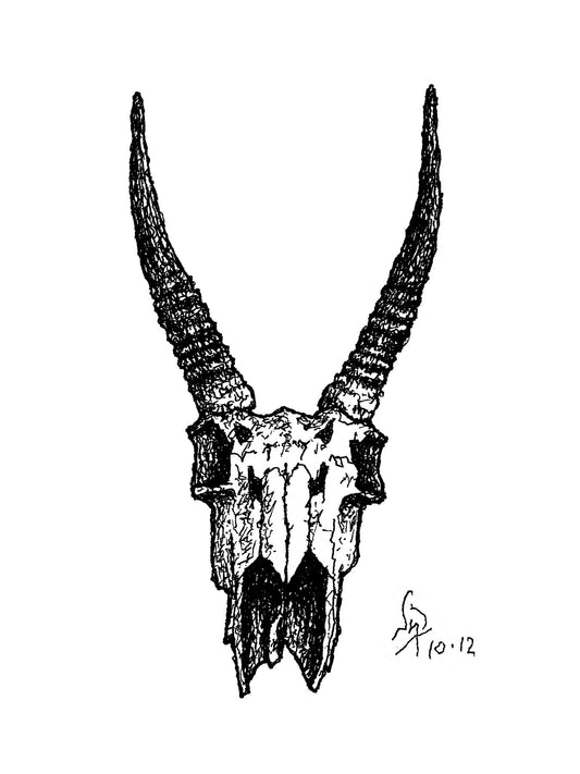 GAZELLE SKULL // Pen & Ink